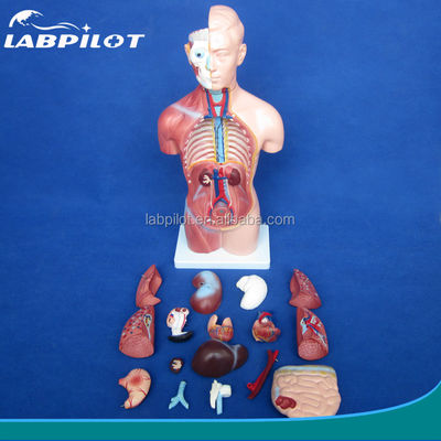 Modèle de torse sans sexe de 42 cm avec 18 parties et modèle détaillé d'anatomie du torse