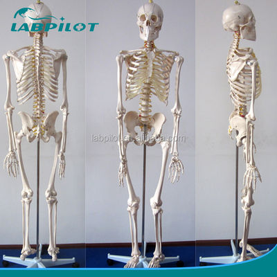 Modèle anatomique humain de 180 cm de hauteur, idéal pour l'enseignement et l'éducation en médecine