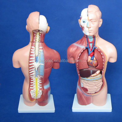 Modèle de torse sans sexe de 42 cm avec 18 parties et modèle détaillé d'anatomie du torse