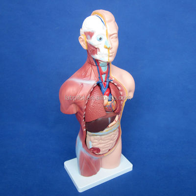 Modèle de torse sans sexe de 42 cm avec 18 parties et modèle détaillé d'anatomie du torse