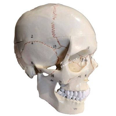 Modèles éducatifs Crâne humain de taille réelle Modèle anatomique pour l'enseignement des sciences médicales
