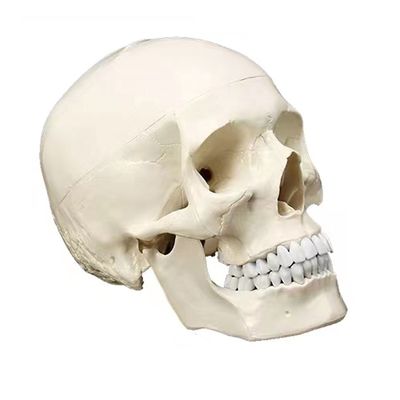 Outil d'enseignement de l'anatomie humaine de taille naturelle