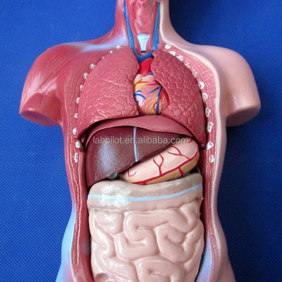 15 Modèle anatomique du tronc essentiel pour comprendre la structure du corps humain