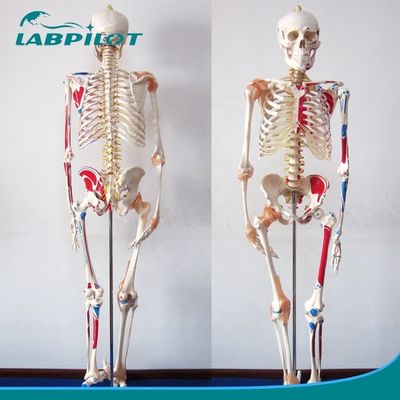 Modèle éducatif en sciences médicales Esquelette de couleur de 180 cm avec des muscles et des ligaments