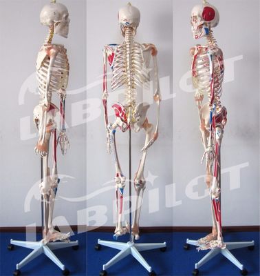 Modèle éducatif en sciences médicales Esquelette de couleur de 180 cm avec des muscles et des ligaments
