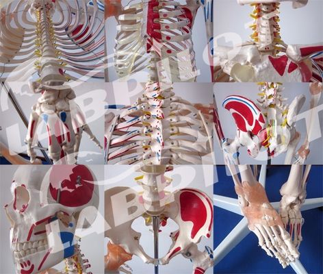 Modèle éducatif en sciences médicales Esquelette de couleur de 180 cm avec des muscles et des ligaments