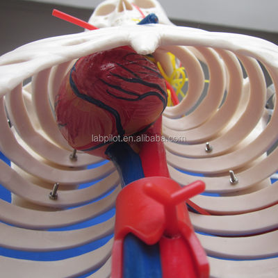 Science médicale Modèle avancé de squelette humain en PVC avec des nerfs et des vaisseaux sanguins
