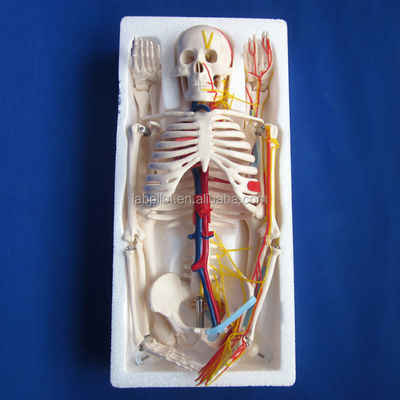 Science médicale Modèle avancé de squelette humain en PVC avec des nerfs et des vaisseaux sanguins