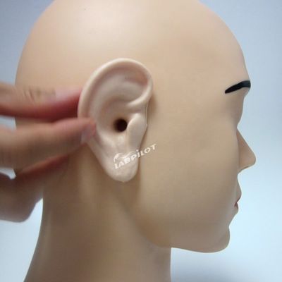 Modèle d'oreille vivante de taille humaine L'outil ultime pour le simulateur de formation d'irrigation de l'oreille
