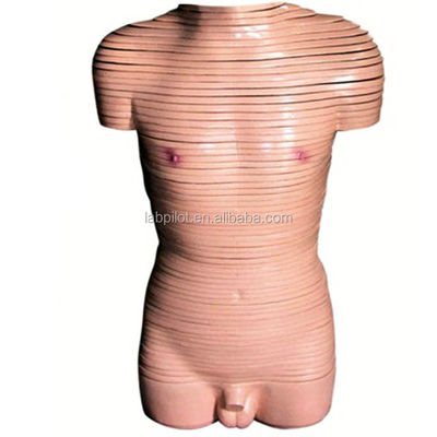 Démonstration anatomique Modèle de section transversale du torse masculin Modèles anatomiques humains