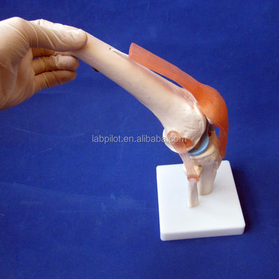 Modèle anatomique de l'articulation du genou humain pour l'éducation médicale