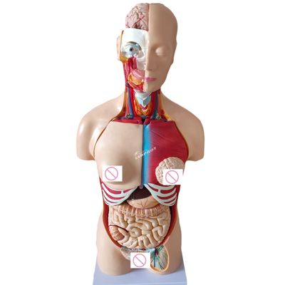 Modèle de corps humain Modèles de corps humain Catégorie