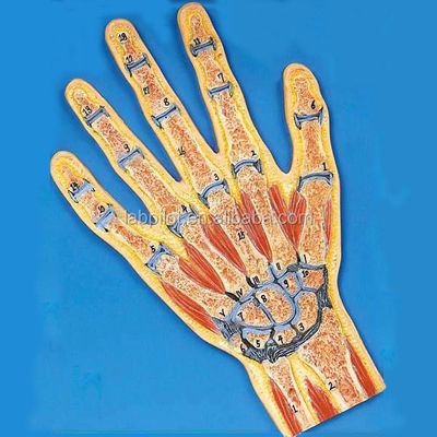 Modèle anatomique de section transversale de la main vivante Modèle anatomique pour la démonstration des muscles humains