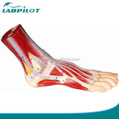 Modèle éducatif de dissection plantaire pour les structures et fonctions détaillées de l'anatomie du pied