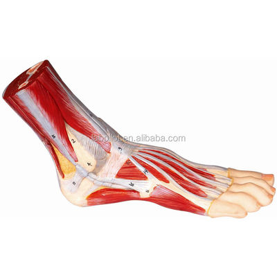 Modèle éducatif de dissection plantaire pour les structures et fonctions détaillées de l'anatomie du pied