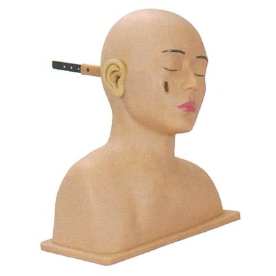 Modèle d'otolaryngologie pour une formation avancée sur simulateur de tête et d'oreille humaine en PVC