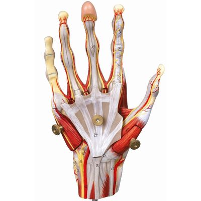 Muscles de la main Vaisseaux et nerfs Modèle anatomique de la main pour afficher l'anatomie de la main