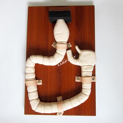 Formation au sigmoïdoscope humain avec le modèle d'intestin gros et le simulateur de taille réelle