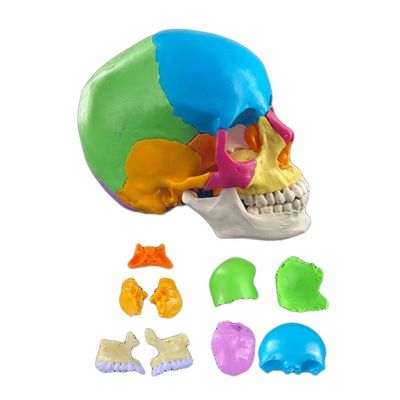 22 pièces Modèle de crâne en plastique Idéal pour enseigner l'os humain en science médicale