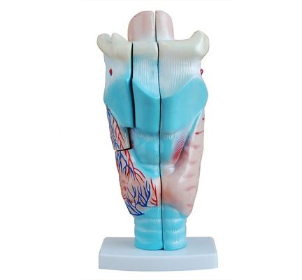 Modèle d'enseignement de l'anatomie du larynx médical Modèle de gorge humaine pour démonstration anatomique