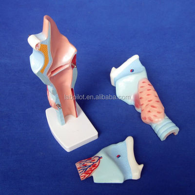 Modèle d'enseignement de l'anatomie du larynx médical Modèle de gorge humaine pour démonstration anatomique