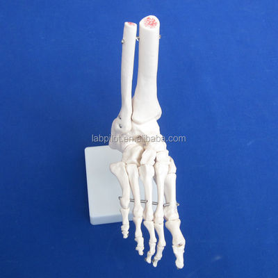 Modèles anatomiques humains Modèle d'articulation du pied de taille réelle avec ligaments et os du squelette