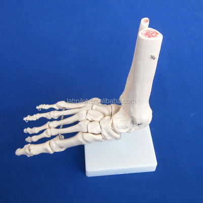 Modèles anatomiques humains Modèle d'articulation du pied de taille réelle avec ligaments et os du squelette