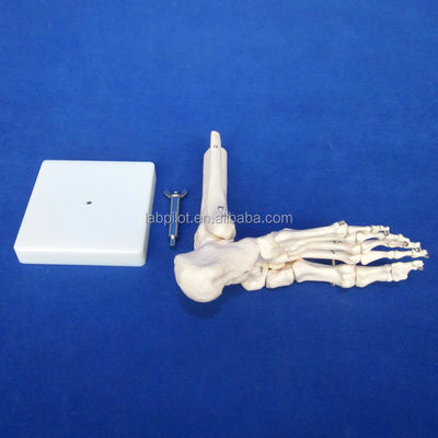 Modèles anatomiques humains Modèle d'articulation du pied de taille réelle avec ligaments et os du squelette