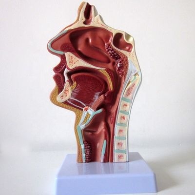 Modèle du système respiratoire hautement développé Cavité nasale Cavité orale Pathologie de la gorge et du pharynx