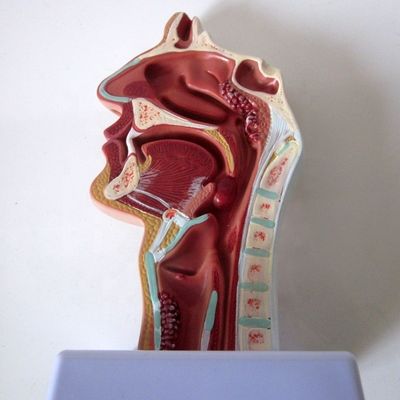 Modèle du système respiratoire hautement développé Cavité nasale Cavité orale Pathologie de la gorge et du pharynx