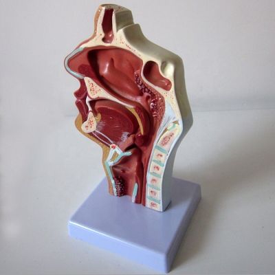 Modèle du système respiratoire hautement développé Cavité nasale Cavité orale Pathologie de la gorge et du pharynx