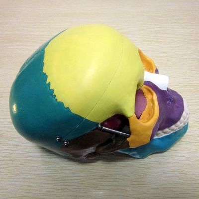 Modèle de squelette de taille humaine Modèle d'os du crâne cérébral pour une aide à l'étude médicale