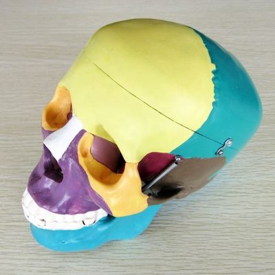 Modèle de squelette de taille humaine Modèle d'os du crâne cérébral pour une aide à l'étude médicale