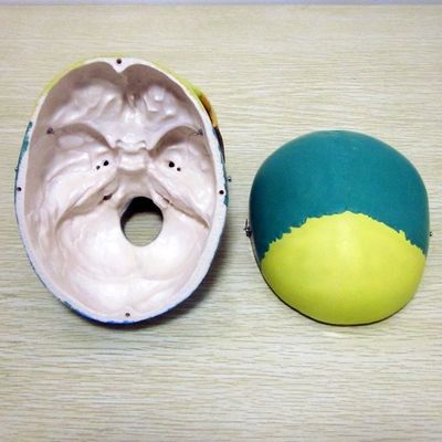 Modèle de squelette de taille humaine Modèle d'os du crâne cérébral pour une aide à l'étude médicale