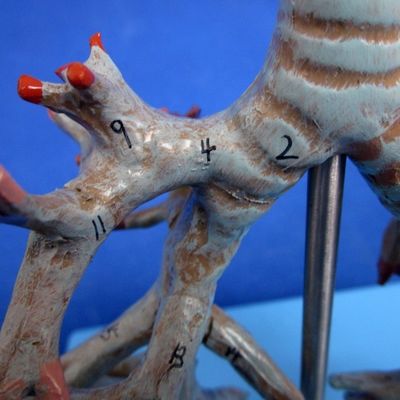 Arbre bronchial anatomique vif Modèle 26 positions marquées Anatomie de la trachée pour la science médicale