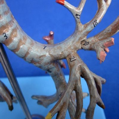 Arbre bronchial anatomique vif Modèle 26 positions marquées Anatomie de la trachée pour la science médicale