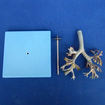 Arbre bronchial anatomique vif Modèle 26 positions marquées Anatomie de la trachée pour la science médicale
