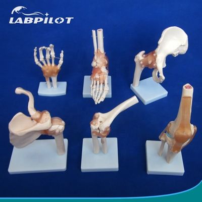 Modèles détaillés d'os de l'articulation humaine pour l'éducation Épaule Coude Coude Genou Main et Fou