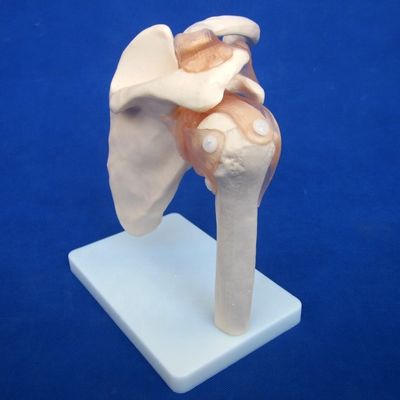 Modèles détaillés d'os de l'articulation humaine pour l'éducation Épaule Coude Coude Genou Main et Fou