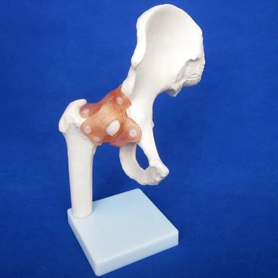 Modèles détaillés d'os de l'articulation humaine pour l'éducation Épaule Coude Coude Genou Main et Fou