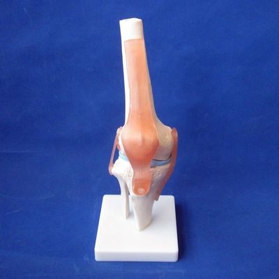 Modèles détaillés d'os de l'articulation humaine pour l'éducation Épaule Coude Coude Genou Main et Fou