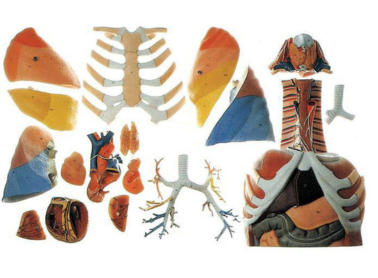 Science médicale Modèle de démonstration anatomique de la cavité thoracique humaine et des organes thoraciques