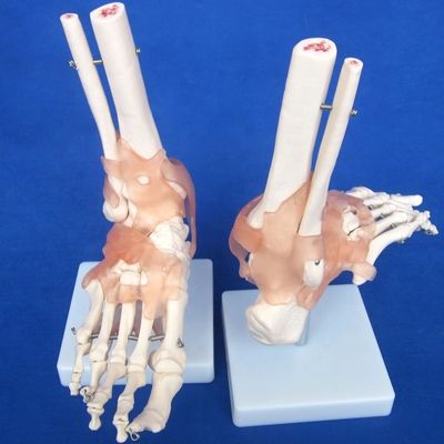 Modèles détaillés d'os de l'articulation humaine pour l'éducation Épaule Coude Coude Genou Main et Fou