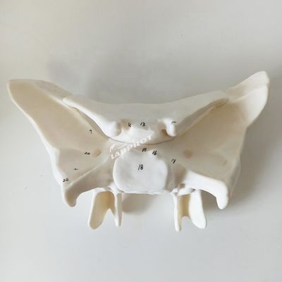 Amplifié Alar os Sphénoïde os détaillée structures anatomiques modèle pour l'étude médicale
