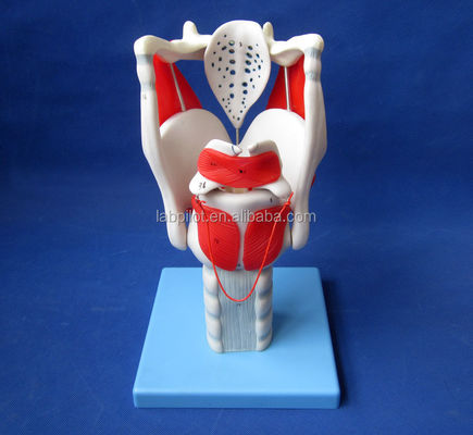 Taille de vie humaine Modèle avancé de structure et de fonctionnement du larynx pour démonstration médicale
