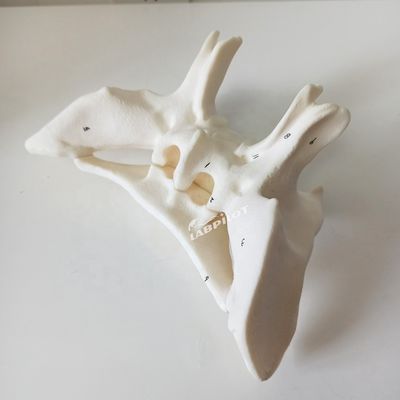 Amplifié Alar os Sphénoïde os détaillée structures anatomiques modèle pour l'étude médicale
