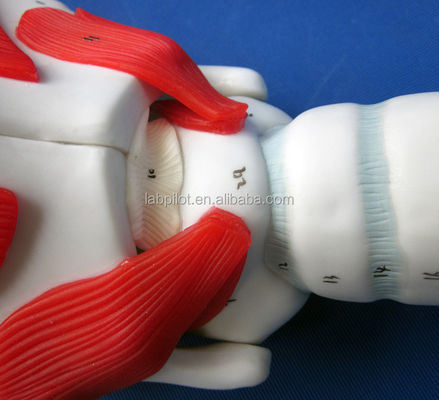Taille de vie humaine Modèle avancé de structure et de fonctionnement du larynx pour démonstration médicale
