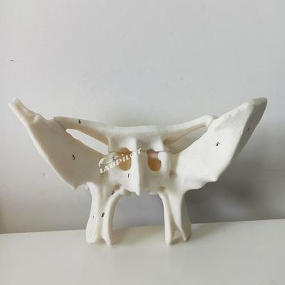 Amplifié Alar os Sphénoïde os détaillée structures anatomiques modèle pour l'étude médicale