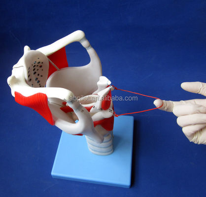 Taille de vie humaine Modèle avancé de structure et de fonctionnement du larynx pour démonstration médicale