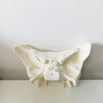 Amplifié Alar os Sphénoïde os détaillée structures anatomiques modèle pour l'étude médicale